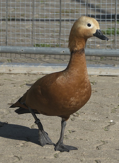 惜败